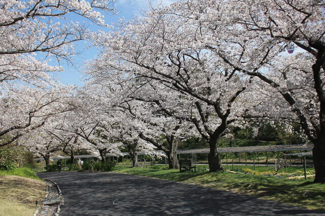 桜並木2020.4.7.JPG