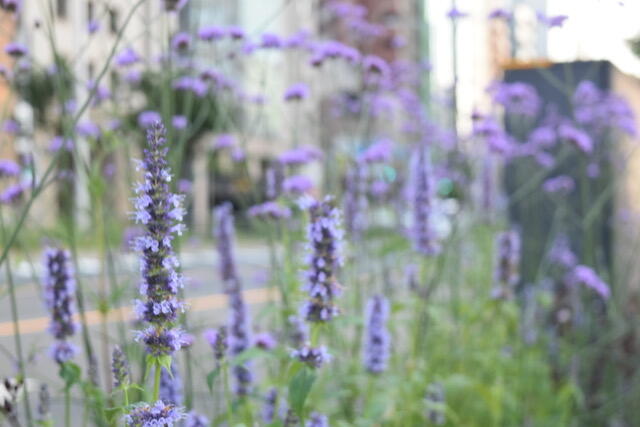 DSC_1231.jpeg