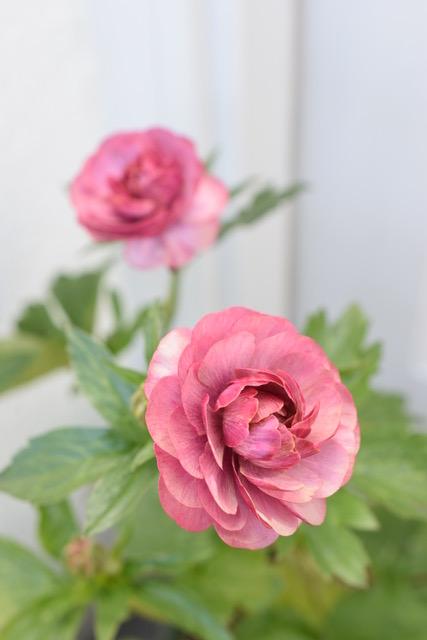 DSC_1832.jpeg
