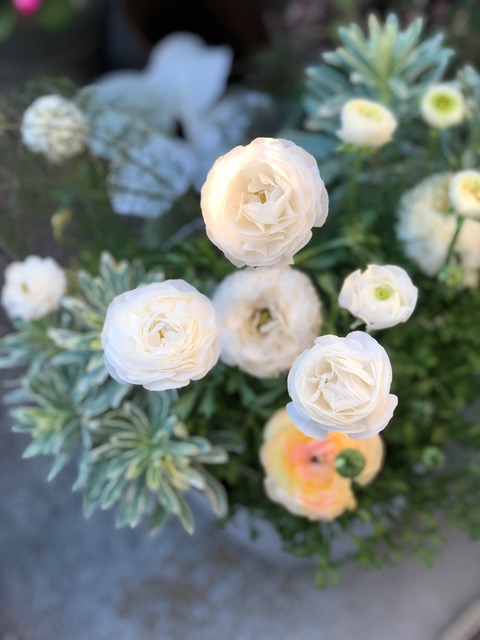 IMG_0805.jpeg