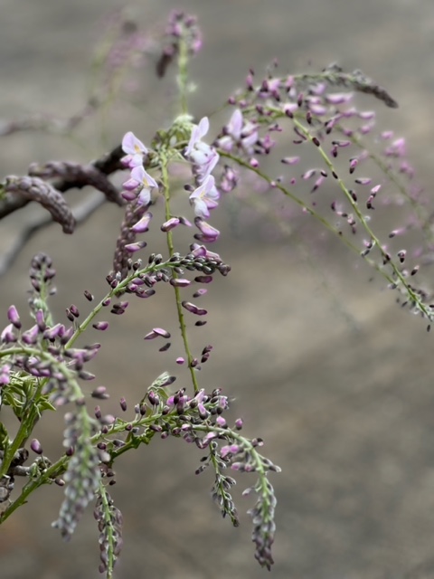 IMG_0640.jpeg