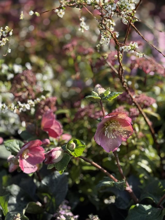 IMG_8490.jpeg