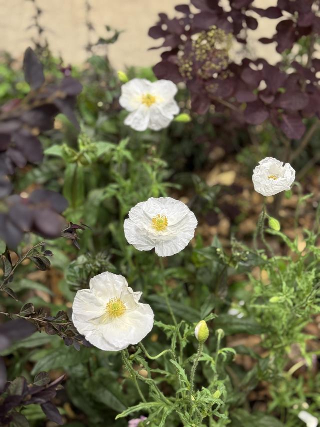 IMG_1479.jpeg