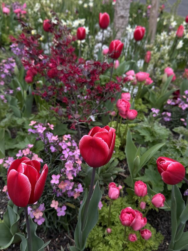 IMG_9524.jpeg