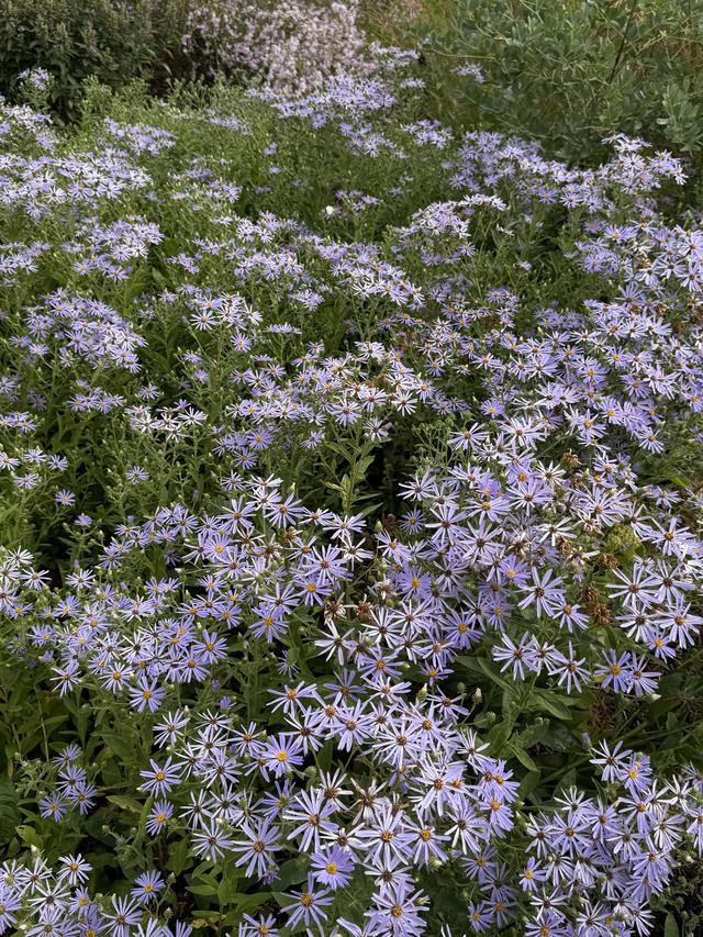 IMG_4572.jpeg