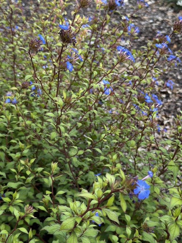 IMG_5290.jpeg