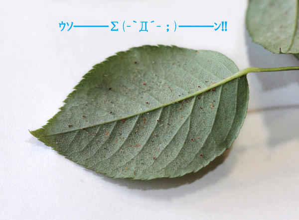 バラ様は裸で寝るのがお好き 艸 私とバラのいい関係 艸