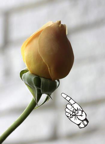 バラを蕾でカットする幸せ - 私とバラのいい関係 (*´艸｀)♪