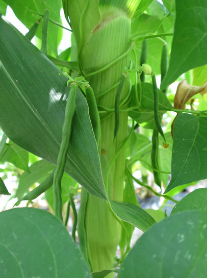 秋野菜は今が種まきシーズン 私とバラのいい関係 艸