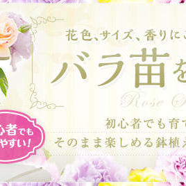 バラ苗を予約する前に知っておきたいこと D O 私とバラのいい関係 艸
