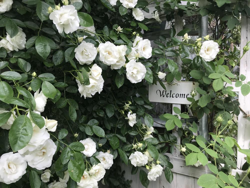 小庭に咲く白いバラとシェードガーデンに咲く草花 ナチュラルガーデニング日和 Nobaraの小さな庭より