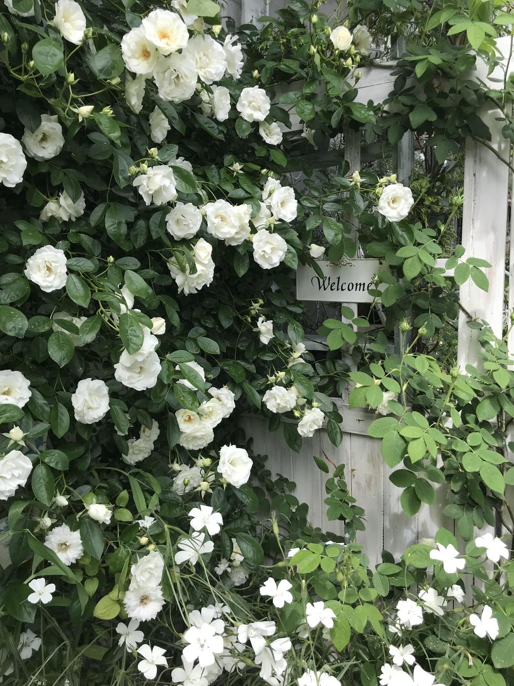 小庭に咲く白いバラとシェードガーデンに咲く草花 ナチュラルガーデニング日和 Nobaraの小さな庭より