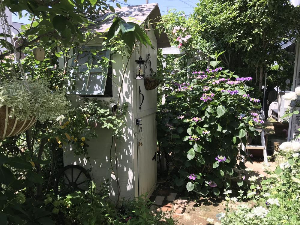 小屋紫陽花