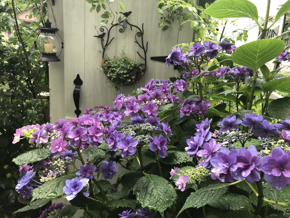 小屋前紫陽花