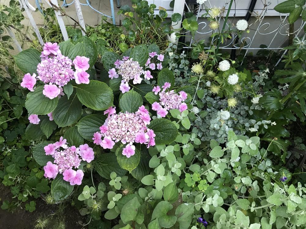 小庭の彩 紫陽花 ナチュラルガーデニング日和 Nobaraの小さな庭より