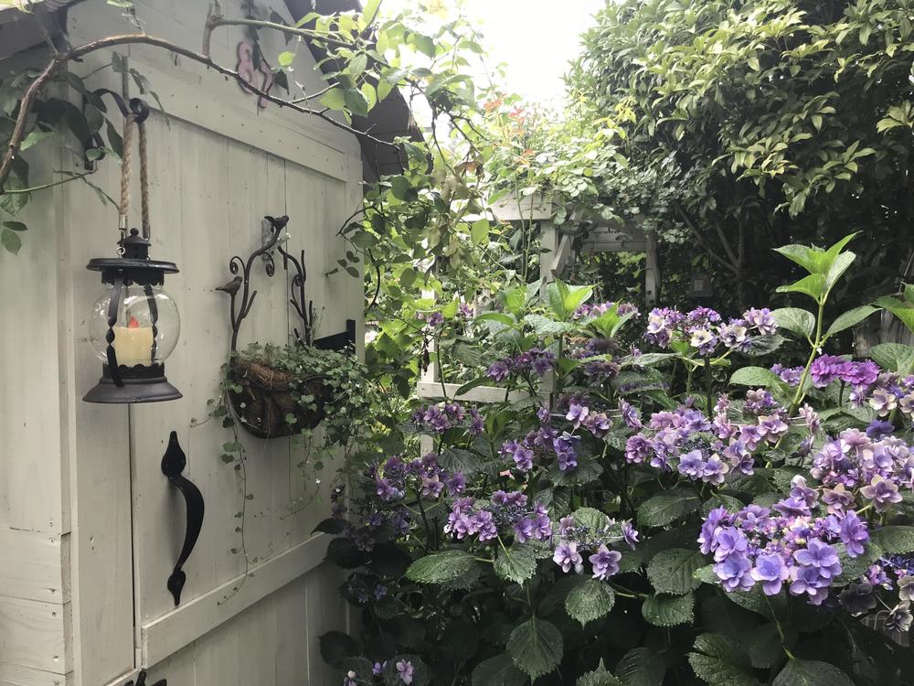 小庭の彩 紫陽花 ナチュラルガーデニング日和 Nobaraの小さな庭より