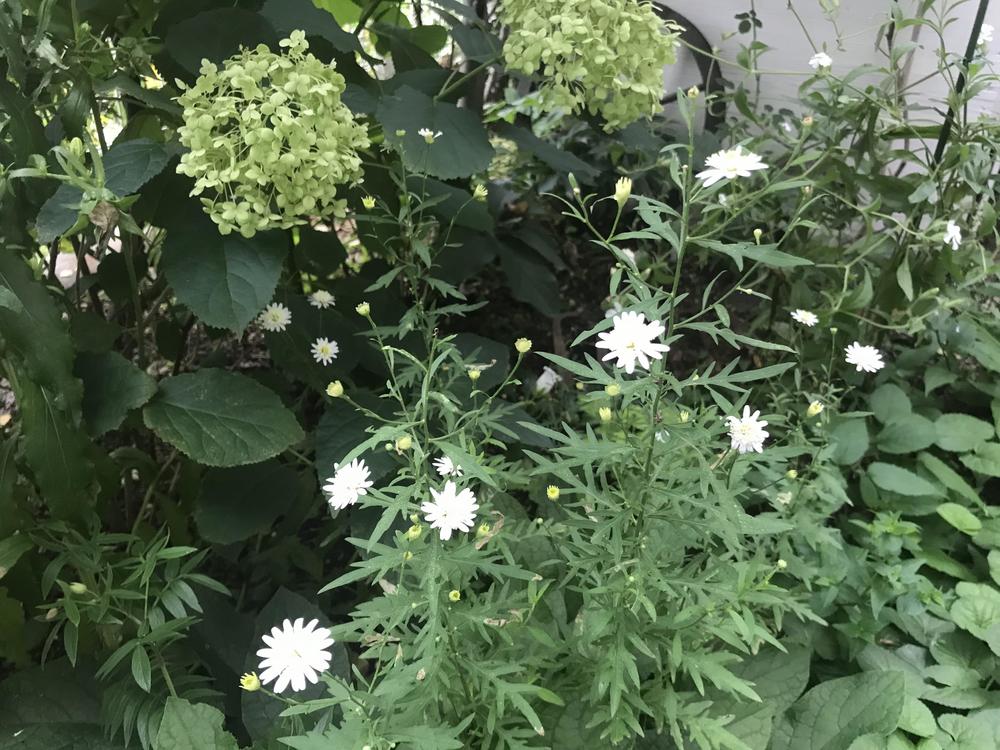 小庭に咲く初夏の白い花たち ナチュラルガーデニング日和 Nobaraの小さな庭より