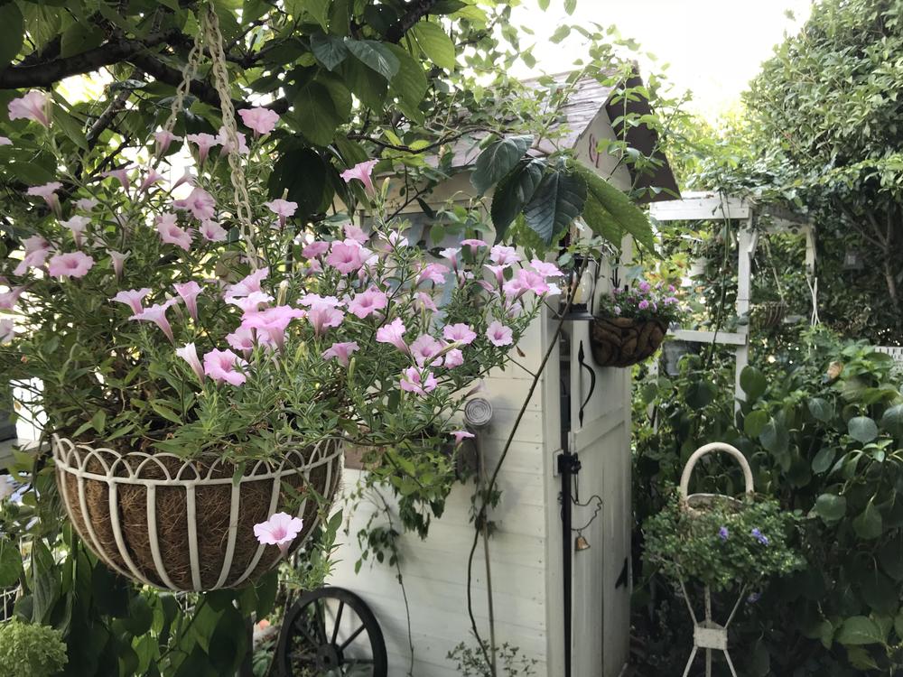 ペチュニアピンク、小屋