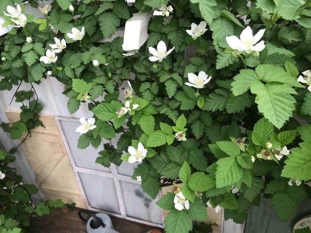ボイソンベリー花