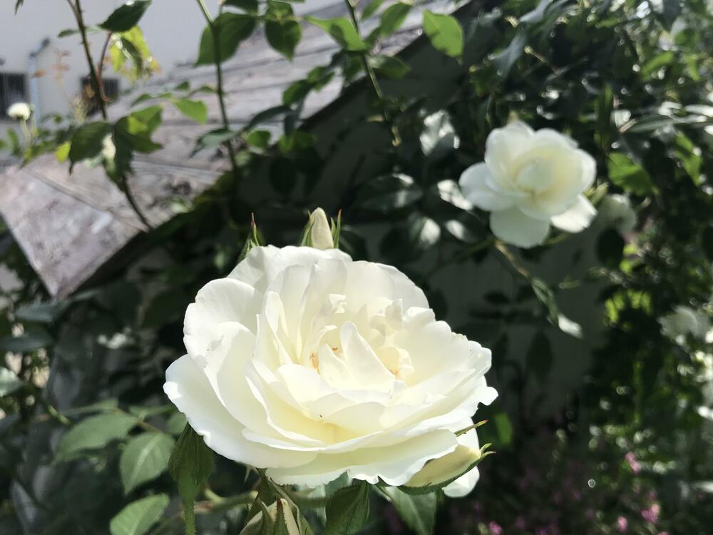 サマースノー