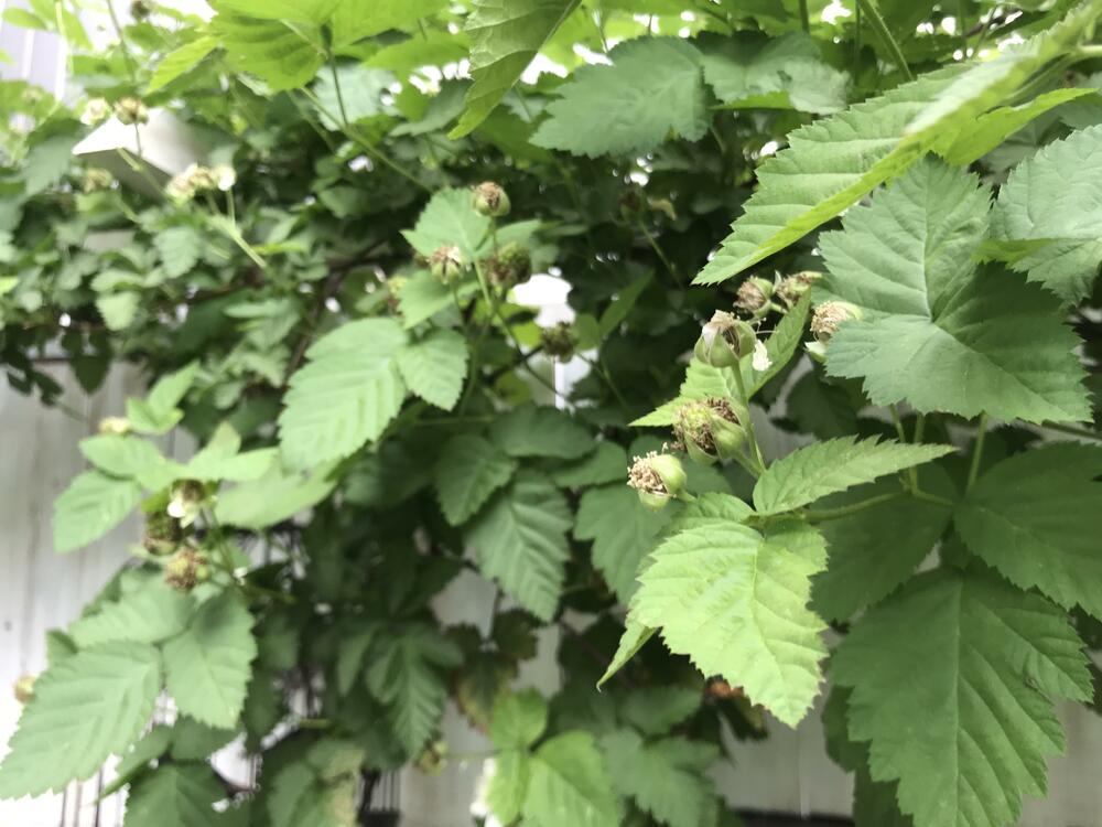 ボイソンベリー実