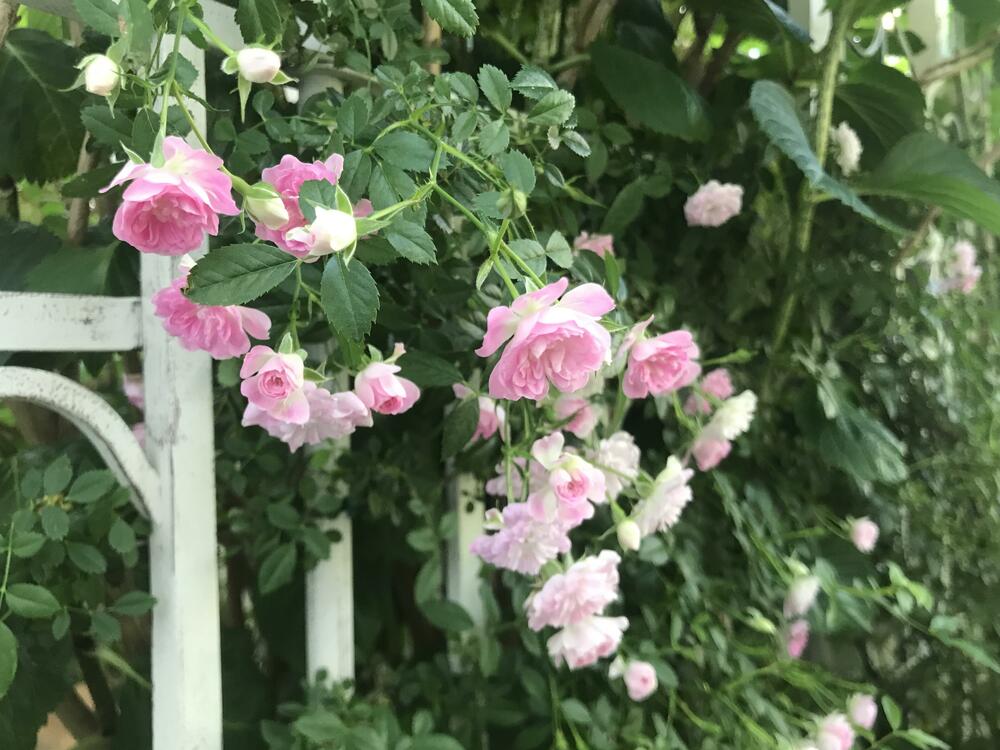 ピンク