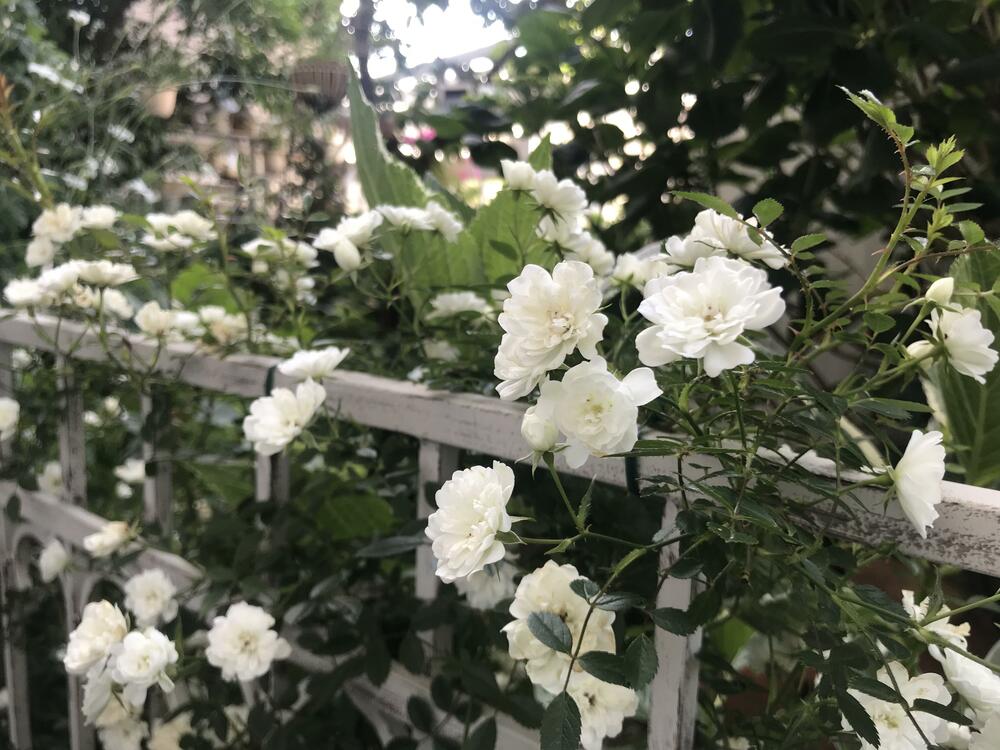 雪あかり