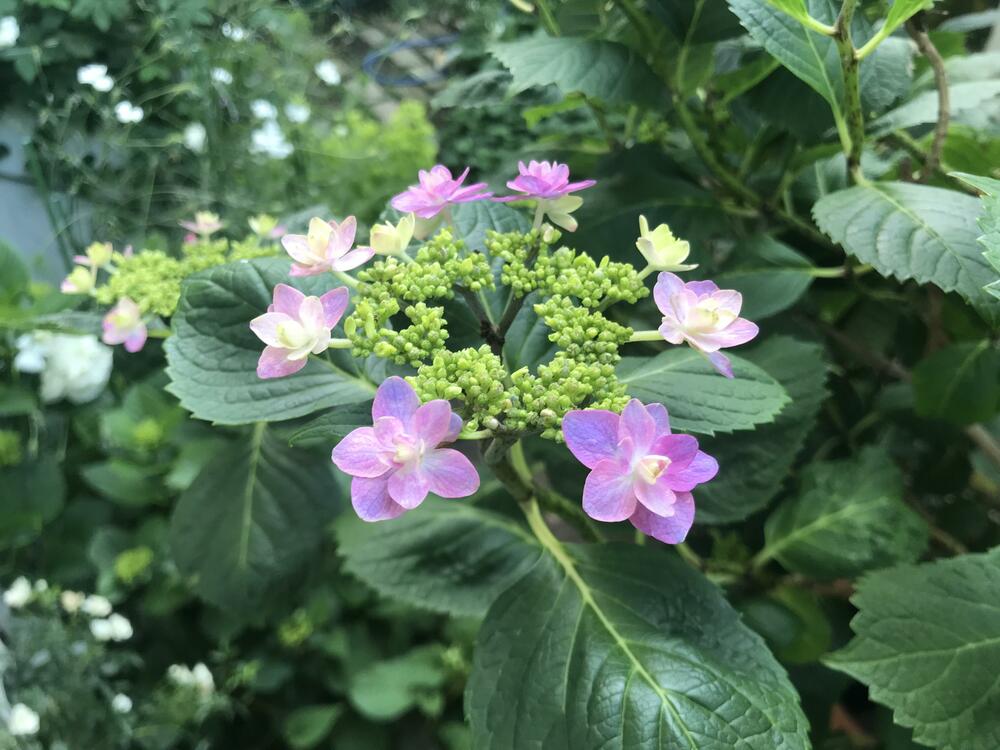 紫陽花