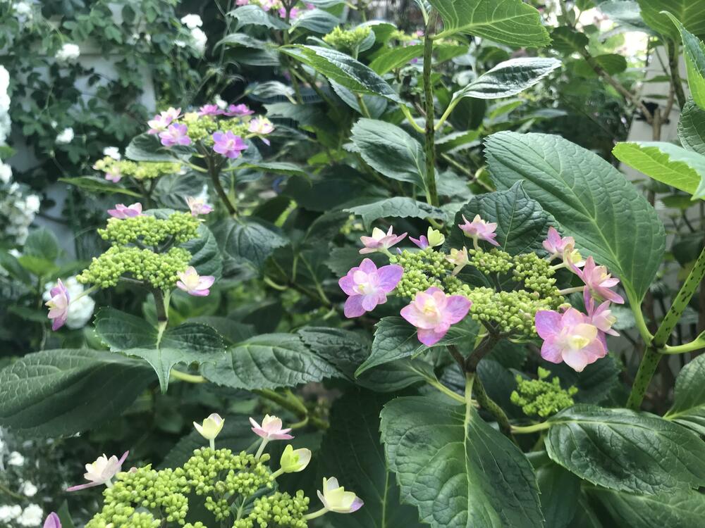 紫陽花