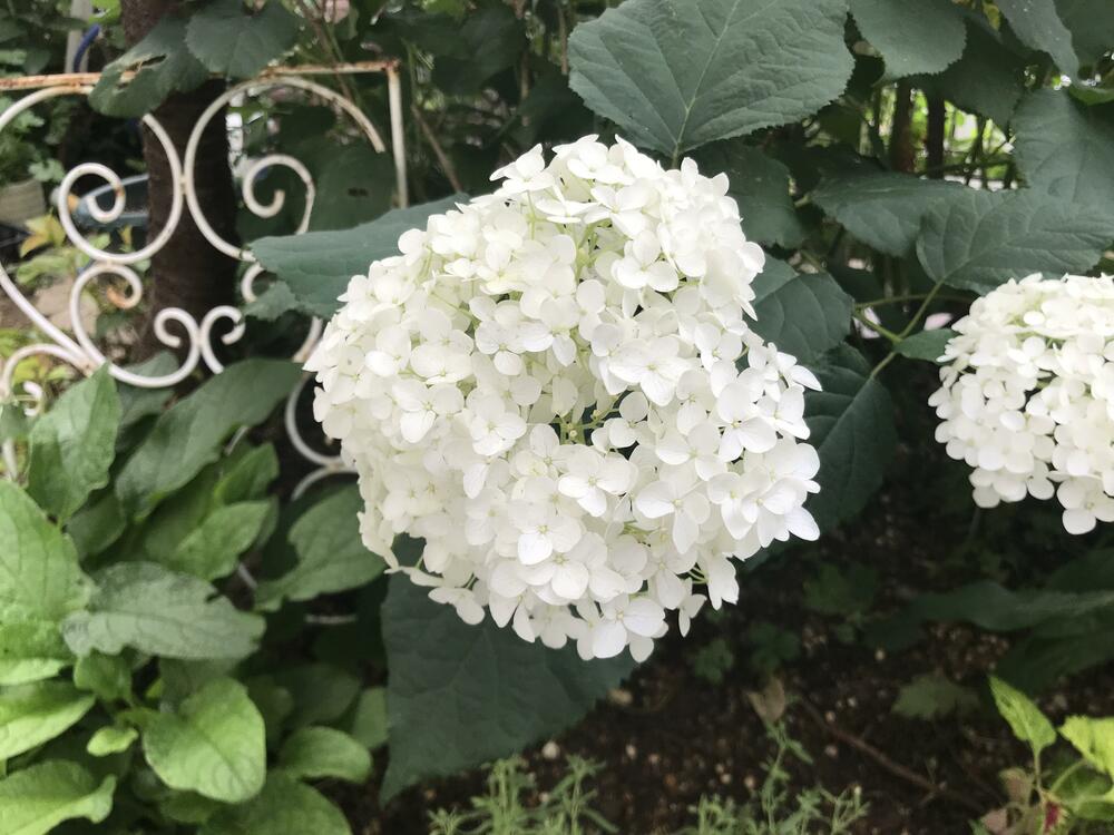 アナベル