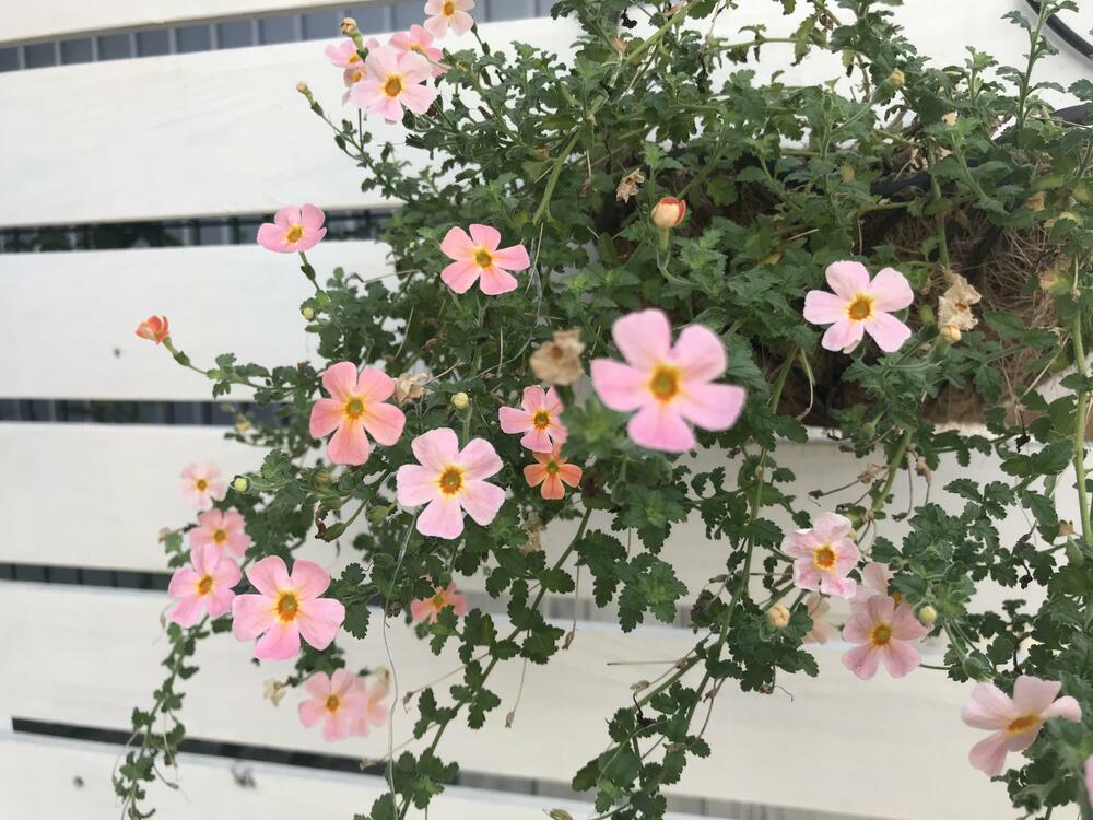 ハンキング