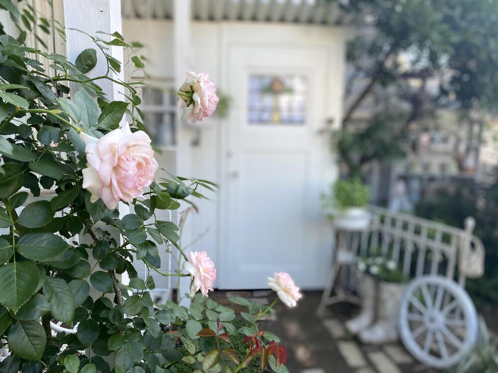 小屋とバラの新たな風景 ナチュラルガーデニング日和 Nobaraの小さな庭より