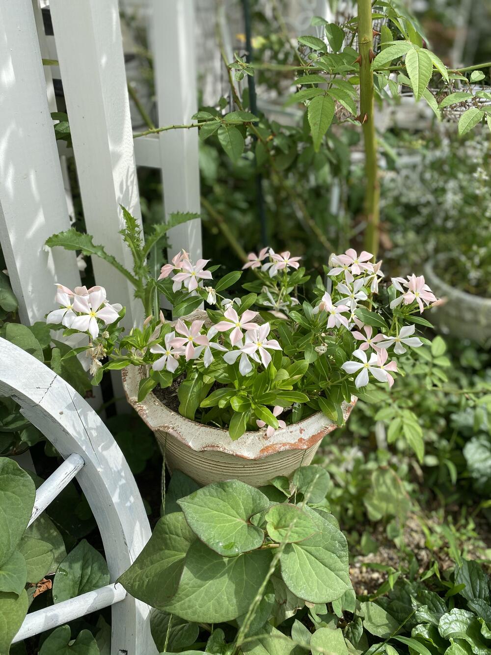 秋の庭に自由に咲く花と相性の良い雑貨 - ナチュラルガーデニング日和