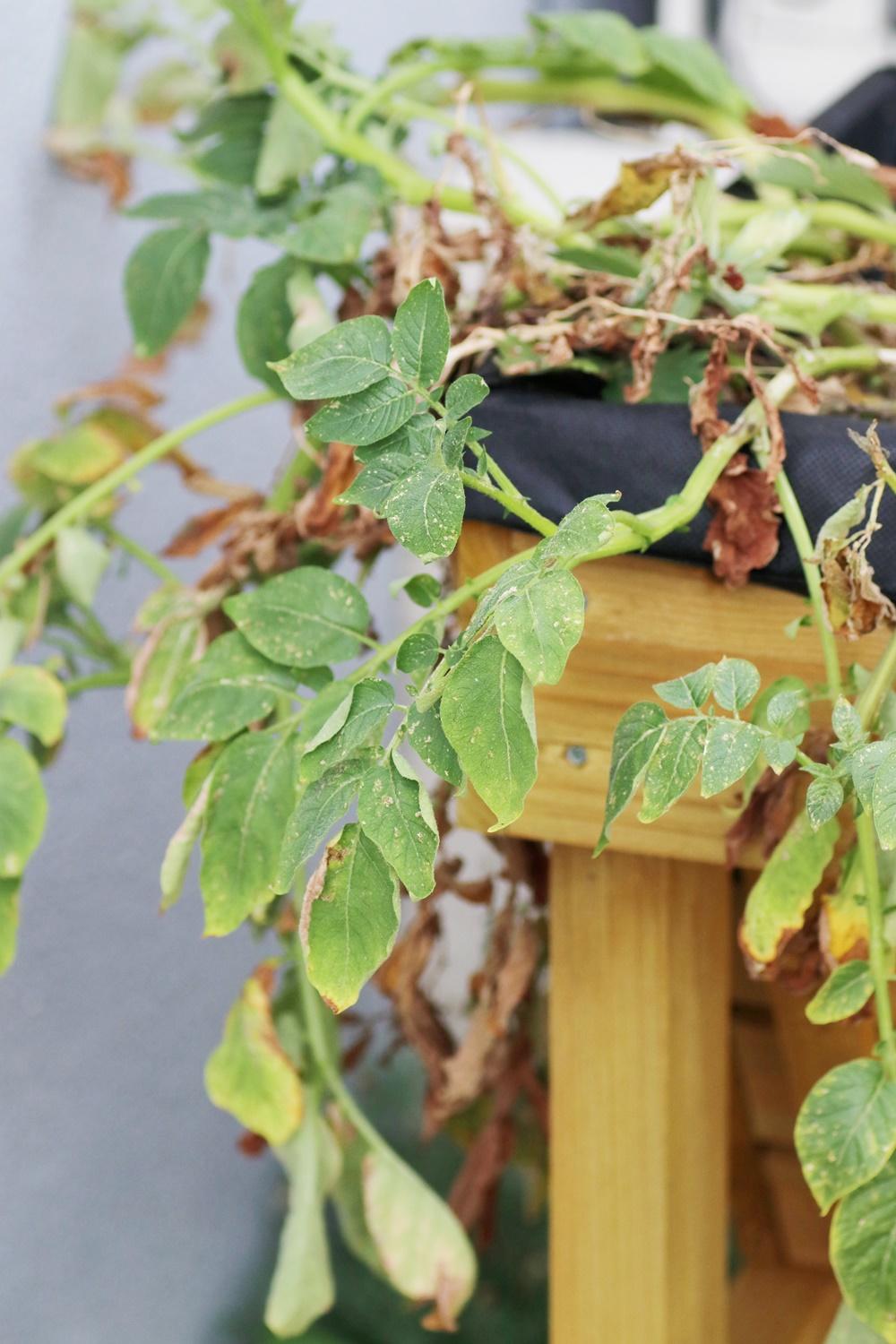 木箱な畑 ベジトラグ で野菜づくり じゃがいも収穫 ベジトラグではじめるプランター菜園