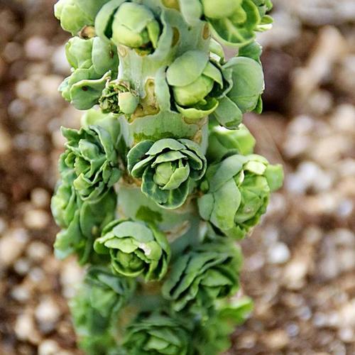 木箱な畑で秋野菜！【芽キャベツできた！】ベジトラグをふりかえって