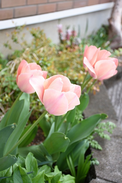 DSC_3251.JPG