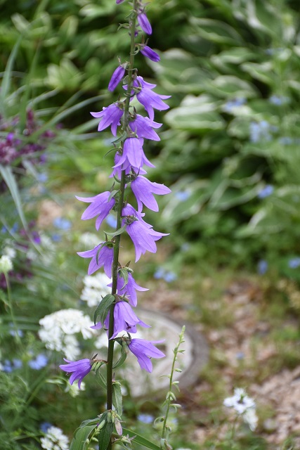 DSC_5802.JPG