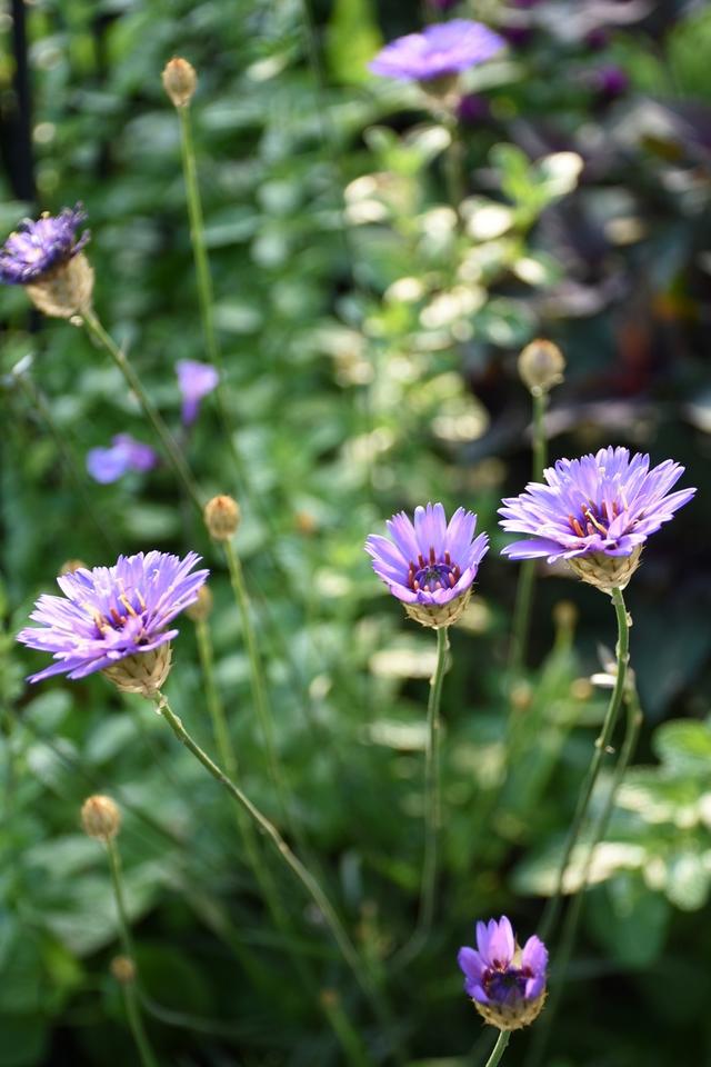 DSC_6871.JPG