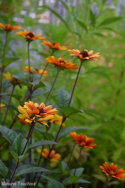DSC_7518.JPG