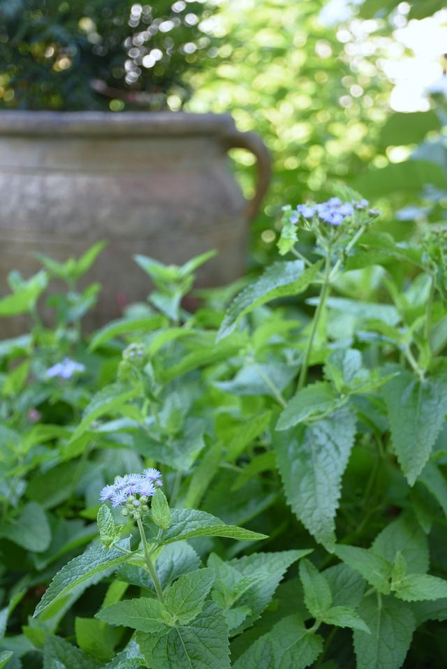 DSC_9062.JPG