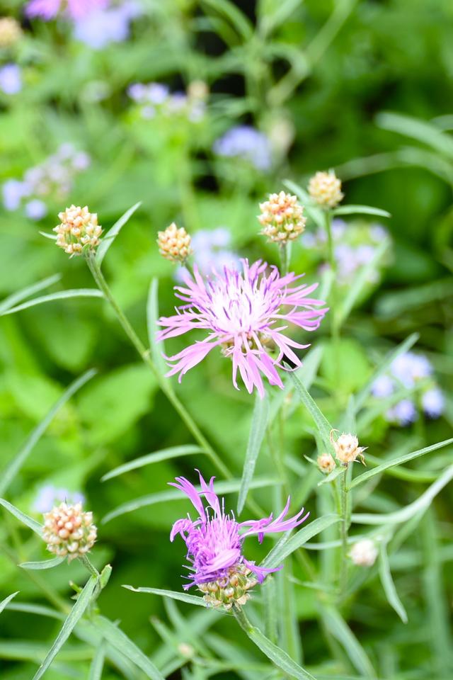 DSC_9738.JPG