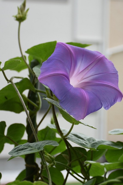 DSC_0731.JPG