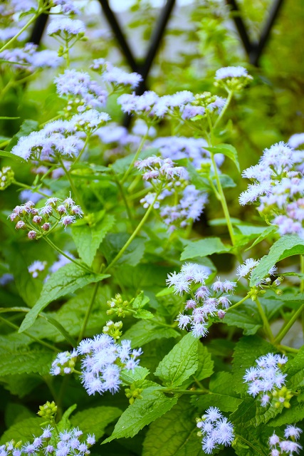 DSC_0992.JPG