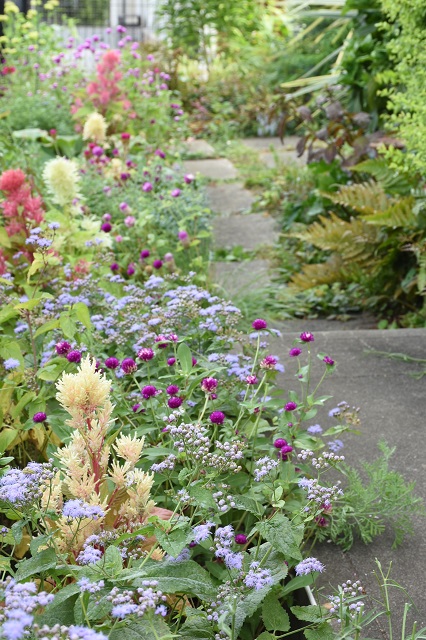 DSC_2445.JPG