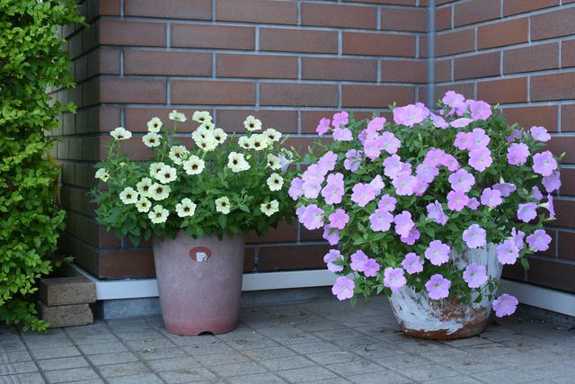 DSC_7261.JPG