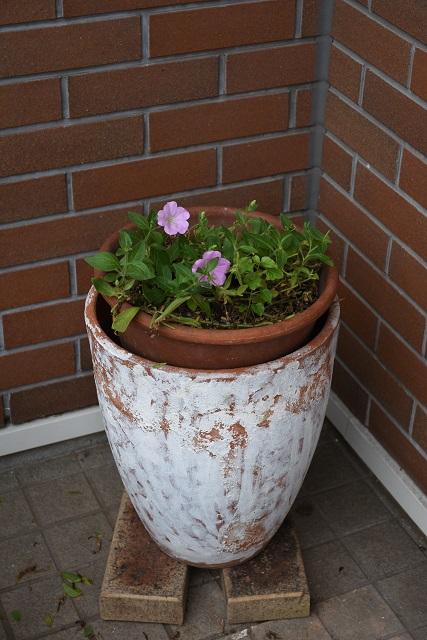 DSC_8038.JPG