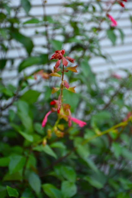 DSC_8226.JPG