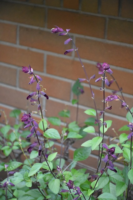 DSC_8236.JPG