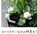 カリフラワーなどの野菜も