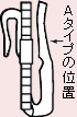 A^Cv̈ʒu